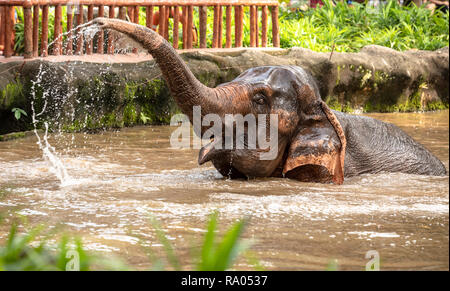 Beautiful female asian elephant, Elephas maximus, taking a bath.