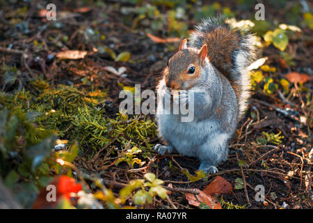 Squirrel eating and standing in dappled sunlight on the grass Stock Photo
