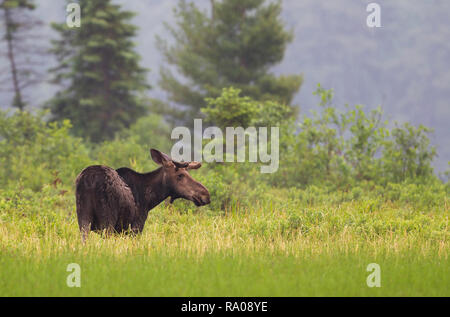 Bull Moose with huge velvet antlers (Alces alces) grazing in the marshes of Opeongo lake in Algonquin Park, Canada Stock Photo