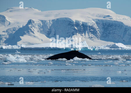 Antarctica, Antarctic peninsula, Northern Gerlache, Charlotte Bay. Humpback whale (Megaptera novaeangliae) Stock Photo