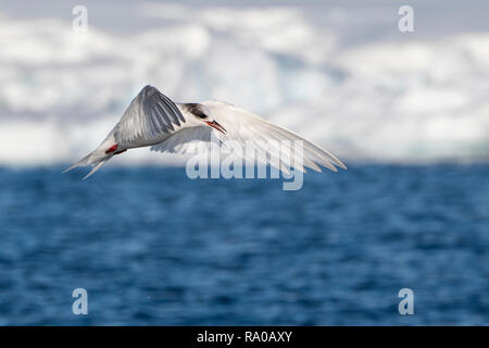 Antarctica, Antarctic peninsula, Gerlach Straight, Wilhelmina Bay in the Enterprise Island area. Antarctic tern (Sterna vittata) in flight. Stock Photo