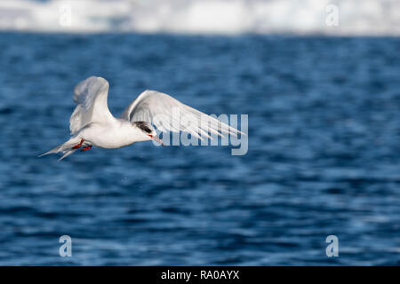 Antarctica, Antarctic peninsula, Gerlach Straight, Wilhelmina Bay in the Enterprise Island area. Antarctic tern (Sterna vittata) in flight. Stock Photo