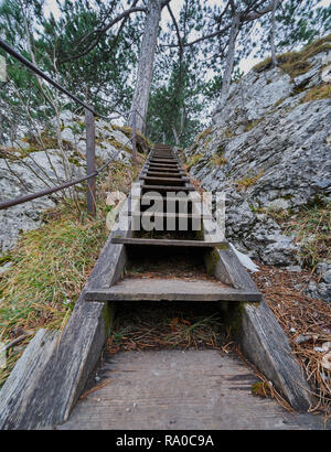 Wooden stairs climbing through Steinwandklamm gorge in Austria, between limestone rocks and pine forest. Stock Photo