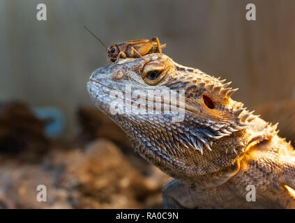 Bearded Dragon with a cricket on its head Stock Photo