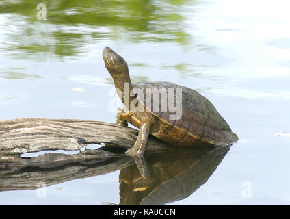 RED-EARED TERRAPIN Trachemys scripta elegans in Republic of Dominica.Photo: Tony Gale Stock Photo