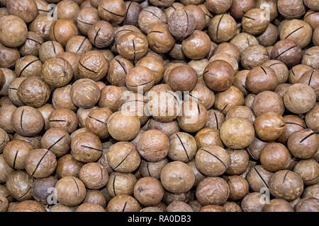 Lots of inshell macadamia nuts on the market counter texture Stock Photo