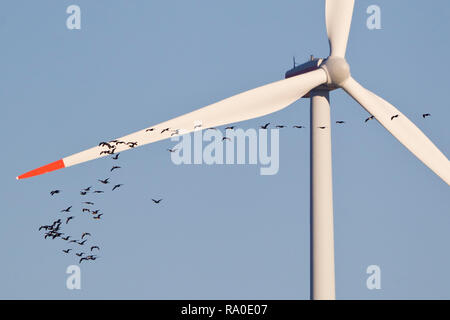 Great cormorant (Phalacrocorax carbo) big flock flying in front of wind turbine, Lower Saxony, Germany Stock Photo