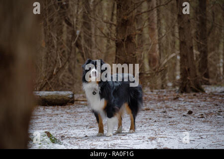 Miniature Australian Shepherd in a forest Stock Photo