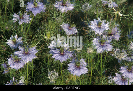 LOVE IN THE MIST, RAGGED LADY OR ALSO KNOWN AS DEVIL IN THE BUSH (NIGELLA DAMASCENE) Stock Photo