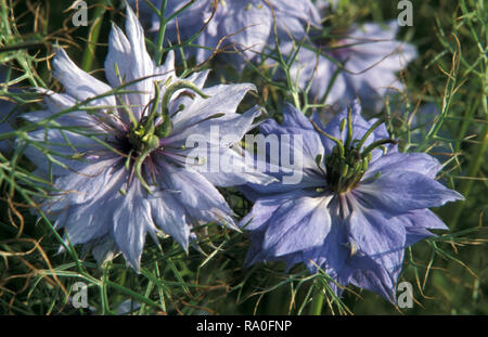 LOVE IN THE MIST, RAGGED LADY OR ALSO KNOWN AS DEVIL IN THE BUSH (NIGELLA DAMASCENE) Stock Photo