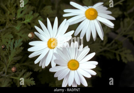CLOSE-UP OF WHITE MICHAELMAS DAISIES (ALSO KNOWN AS EASTER DAISIES OR ASTERS). Stock Photo