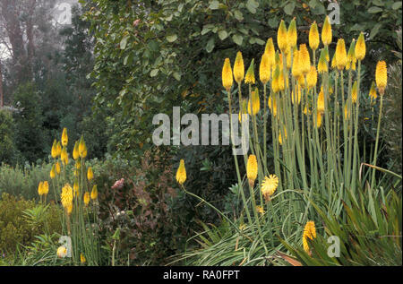 GARDEN SCENE FEATURING 'YELLOW HAMMER' ''BEES'' LEMON (HOT POKERS OR TORCH LILIES) KNIPHOFIA. AUSTRALIA Stock Photo