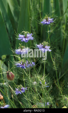 LOVE IN THE MIST, RAGGED LADY OR ALSO KNOWN AS DEVIL IN THE BUSH (NIGELLA DAMASCENE) Stock Photo