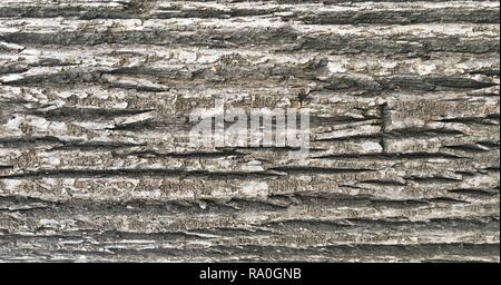 Relief texture of the bark of oak with green moss and blue lichen on it. Panoramic image of a tree bark texture. Stock Photo
