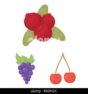 blackberry,cranberry,food,honeysuckle,grape,cherry,branch,gooseberry,red,berry,fruit,forest,redberry,fresh,cocktail,medicine,autumn,sweet,health,set,vector,icon,illustration,isolated,collection,design,element,graphic,sign,cartoon,color, Vector Vectors , Stock Vector