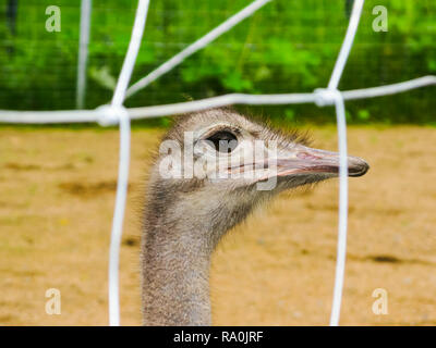 ostrich looking through fence Stock Photo