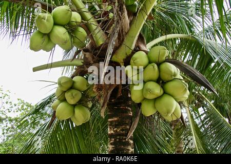 Bunches of fresh green coconuts on the tree Stock Photo