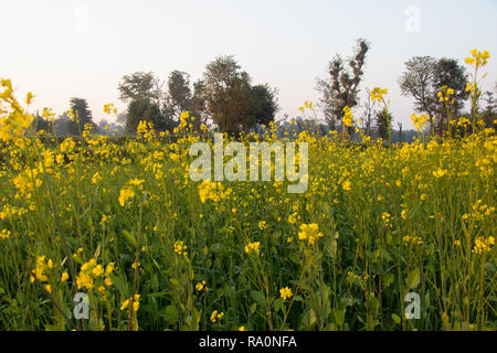 Mustard plant flower, become mustard seed , use for species and oil Stock Photo