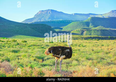 A Wild Ostrich in Karoo National Park. Beaufort West, South Africa. Mountain background and grass. Stock Photo