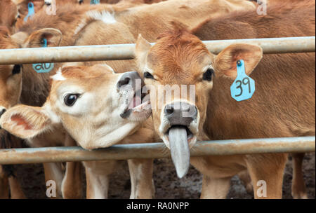 Young Jersey calves approx. six months old, communicating,  dairy rearing yard, ID tag designates breeding information. Stock Photo