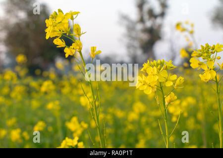 Mustard plant flower, become mustard seed , use for species and oil Stock Photo