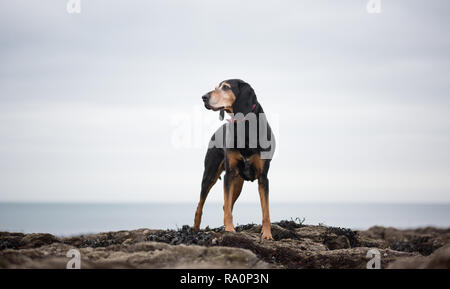 A black and tan coonhound walks on a beach in Cornwall. Stock Photo