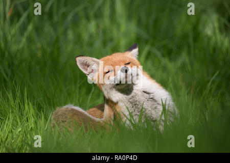 A Red fox in South West London. Stock Photo