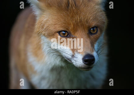 A Red fox portrait with a black background in London.