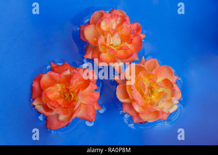 Yellow roses flower floting in water, on blue background, symmetrical view Stock Photo