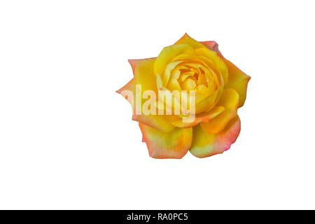 Yellow rose head isolated on white background, only rose head Stock Photo