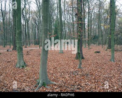 Autumn coloured forest with green tree trunk and brown and red leaves in Hamburg, Germany. Stock Photo