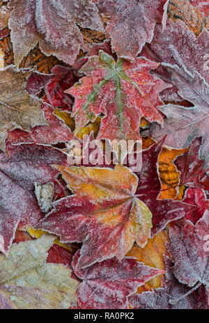 Frosted Maple leaves, forest floor, Autumn, E USA, by Skip Moody/Dembinsky Photo Assoc Stock Photo