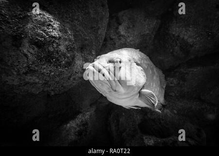 A Fish around big black rocks in the sea  Crete Greece Europe Stock Photo