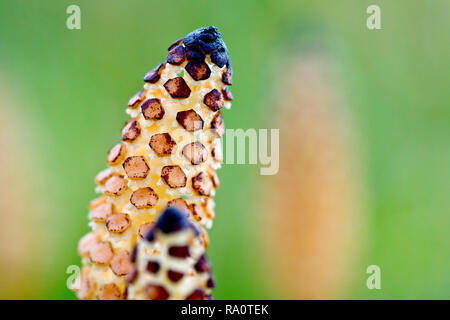 Field Horsetail (equisetum arvense), close up of the very primitive looking flowering spike with low depth of field. Stock Photo