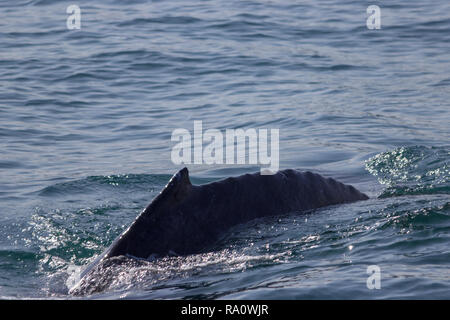 fin of an humpback whale in peru Stock Photo