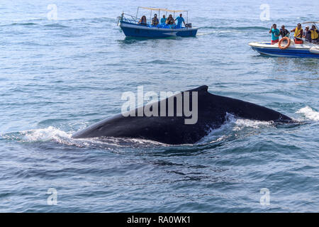 fin of an humpback whale in peru Stock Photo