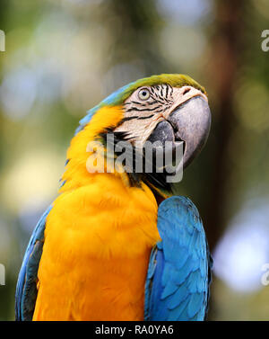 Macro photo of nature blue macaw parrots lit by the sun Stock Photo