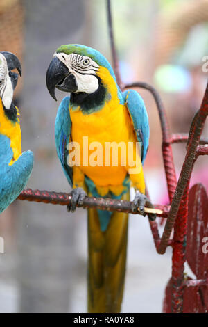 Macro photo of nature blue macaw parrots lit by the sun Stock Photo