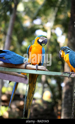 Macro photo of nature blue macaw parrots lit by the sun Stock Photo