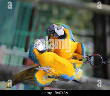 Macro photo of nature blue macaw parrots lit by the sun Stock Photo