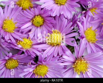 Closeup on purple autumn aster flowers