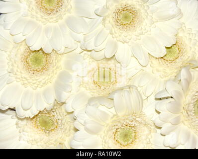 Closeup on white gerbera flowers Stock Photo