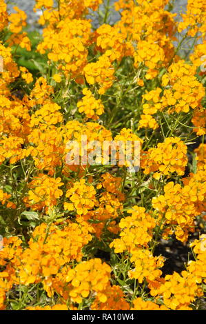 Common wallflower Erysimum cheiri flowering Stock Photo
