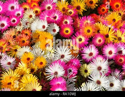 Close-up on Livingstone daisy Dorotheanthus bellidiformis in many different colors Stock Photo
