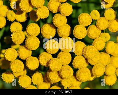 Closeup on tansy Tanacetum vulgare yellow flowers Stock Photo