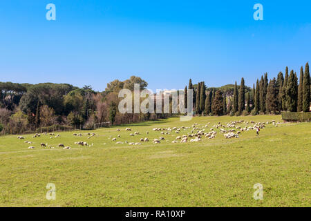 Flock of sheep grazes near Via Appia Antica in Rome, Italy. Stock Photo