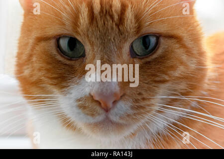 Domestic cat portrait Stock Photo