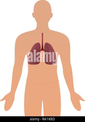 Human silhouette with inflamed respiratory system lungs showing diseases like asthma and bronchitis vector illustration. Stock Vector