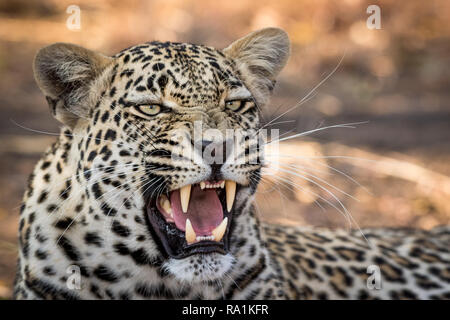 Stunning looking male leopard yawning with big mouth open. Stock Photo