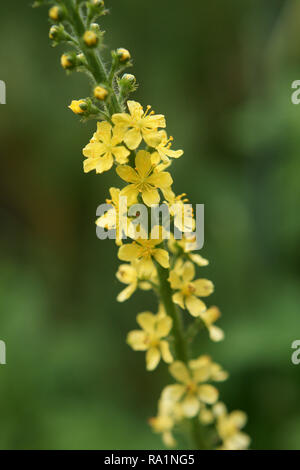 Agrimonia eupatoria (Agrimony) Stock Photo